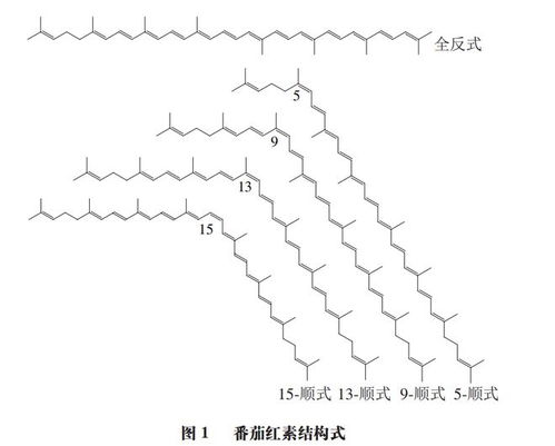 番茄紅素異構化研究進展 華中農業大學潘思軼教授團隊的農業科學探索